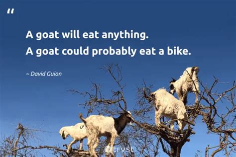 20 Goat Quotes And Sayings About The Bleating Creature (2024)