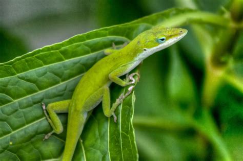 Why and How Do Lizards Regenerate Their Tails? | PetHelpful