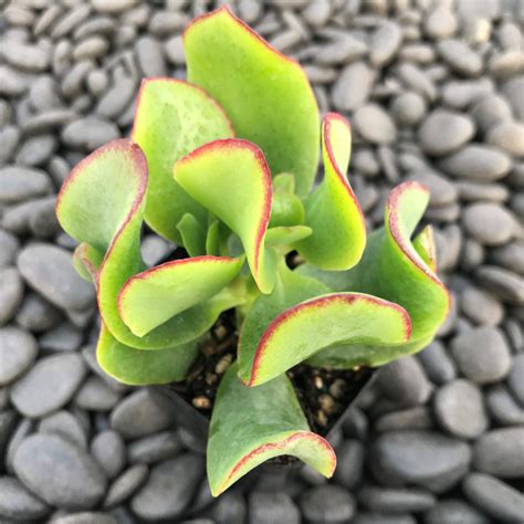 Crassula arborescens ‘Curly Green’ - Ripple Jade (2" Pot) | Little Prince To Go