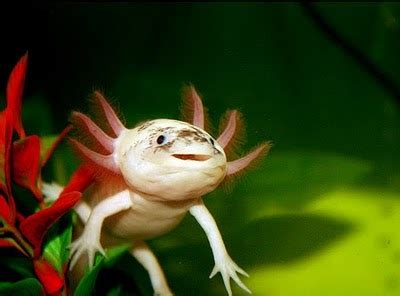 Endangered Species Spotlight: Axolotl | Featured Creature