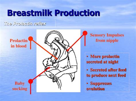 PPT - Successful Exclusive Breastfeeding For the First Six Months PowerPoint Presentation - ID ...