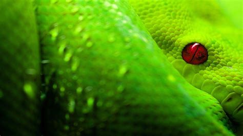 Green Snake Wallpapers - Top Free Green Snake Backgrounds - WallpaperAccess