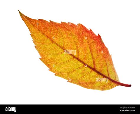 Individual single autumn Fall Leaf against white background. graphic ...