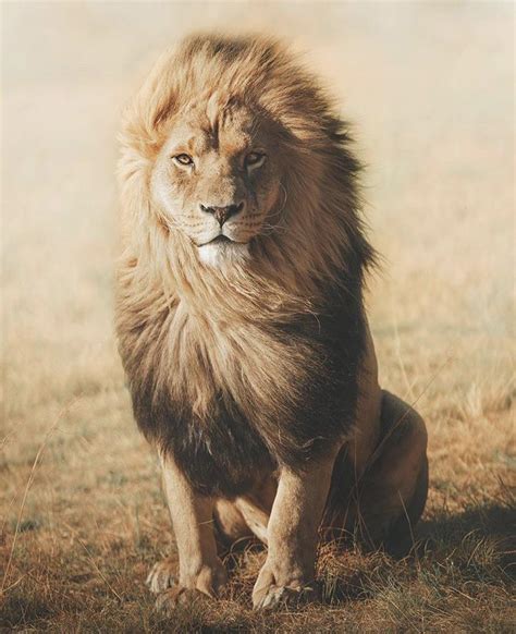 This lion and his amazing mane. Looks like a true King. : r/natureismetal