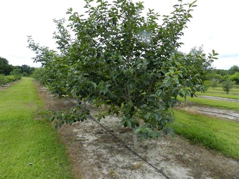 Oriental Persimmons Varieties for North Florida - UF/IFAS North Florida Research and Education ...