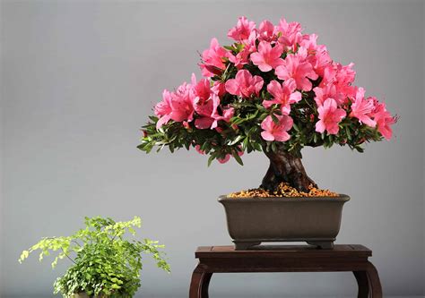 Azalea Bonsai Tree: Varieties, How to Propagate, and More