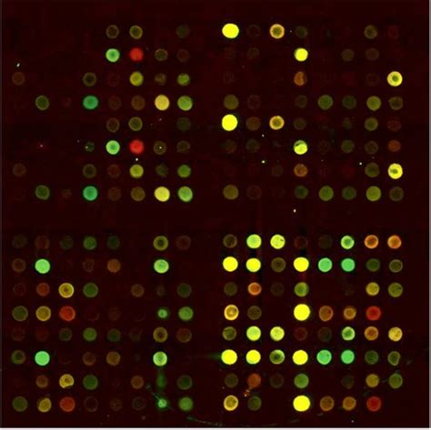 Ulysis Alexa Fluor 546 Nucleic Acid Labeling Kit/Alexa Fluor 546核酸标记试剂盒