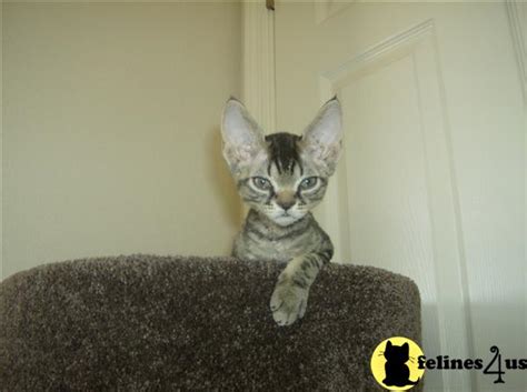 Devon Rex Breeders