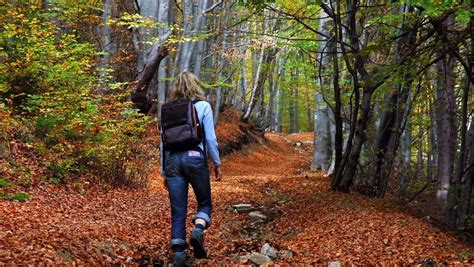 Why is walking in the woods so good for you? - The Globe and Mail