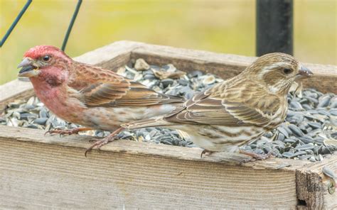 Male and female Purple Finch - FeederWatch