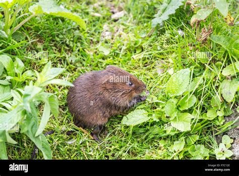 Vole feeding wildlife hi-res stock photography and images - Alamy