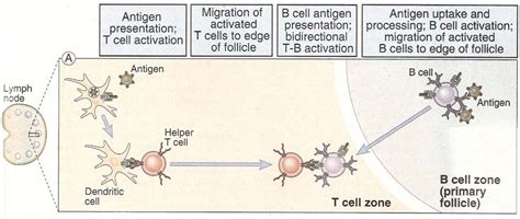 Process Of Activation Of A Helper T Cell - filecloudstories