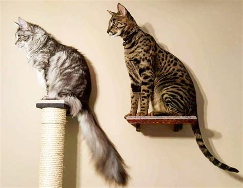 Two Cats Who Hold Guinness World Records for Height and Tail Length ...