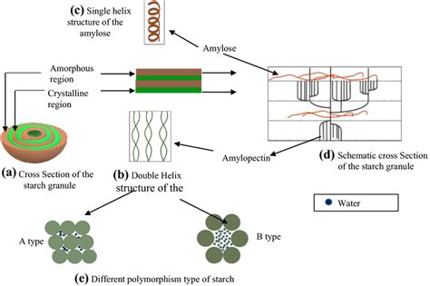 Structure of starch granule and different polymorphism types of starch | Download Scientific Diagram