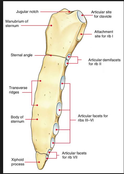 sternum Diagram | Quizlet