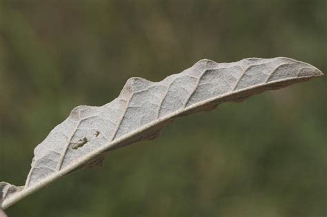 Silverleaf Nightshade | Oklahoma State University