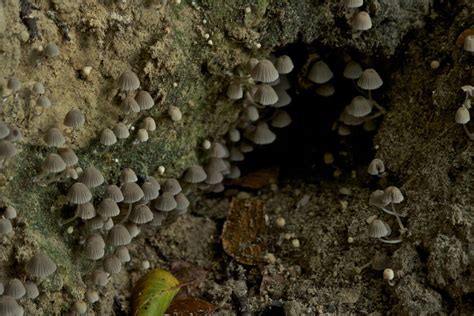 Cave mushrooms by naegis on DeviantArt