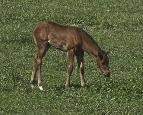 Thoroughbred pictures, video, and information.