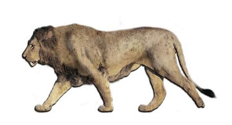 European, Eurasian cave lion | DinoAnimals.com American Lion, Lion ...