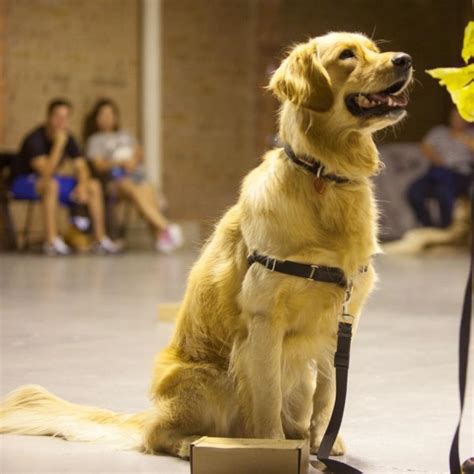 Beginners Class | Sniffer Dog School