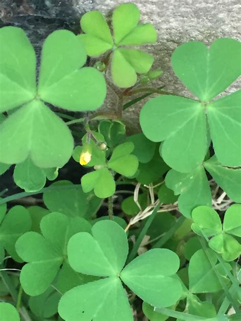 Types Of Clover Plants