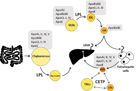 Figure 1 from The Regulation of PCSK9 Structure and Function Through Lipoprotein Interactions ...