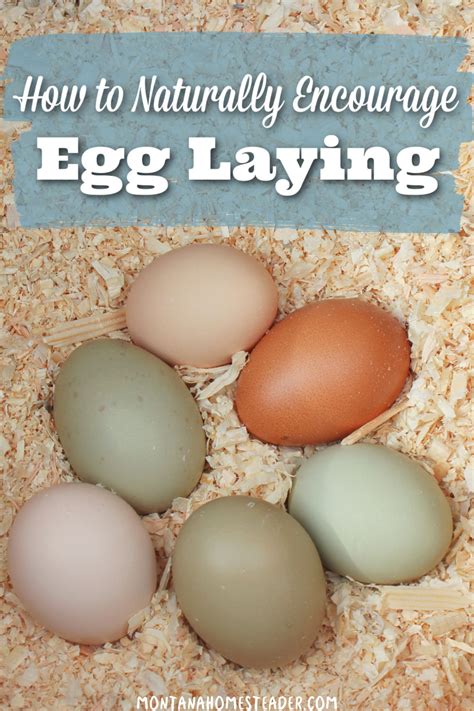 How to Naturally Encourage Egg Laying in Chickens