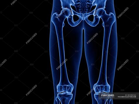 Upper leg bones in x-ray computer illustration of human body ...