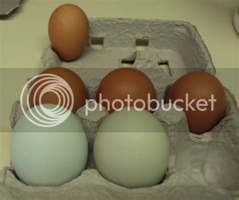 6+ cuckoo maran hatching eggs - 6+ EE hatching eggs | BackYard Chickens - Learn How to Raise ...