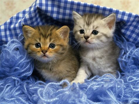 Two Cute Kittens wallpaper | animals | Wallpaper Better