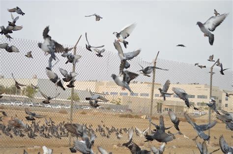 Premium Photo | Flock of birds