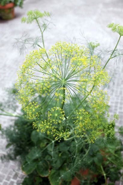 Carrot Plant Flower Free Stock Photo - Public Domain Pictures