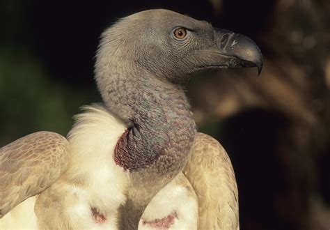 Vulture Adaptations - Birds - South Africa