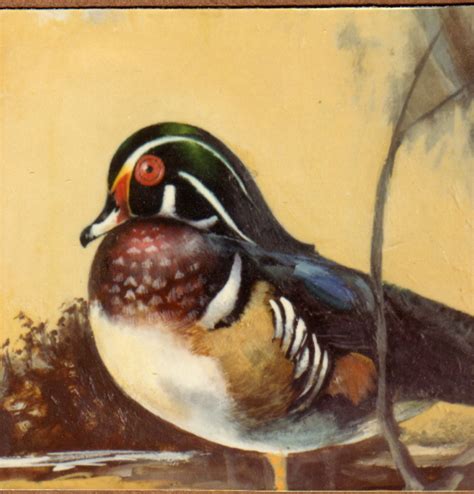 Wood Duck Painting at PaintingValley.com | Explore collection of Wood Duck Painting