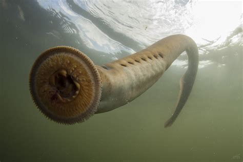 CRITTERS OF NORTH IDAHO: The Pacific lamprey | Coeur d'Alene Press