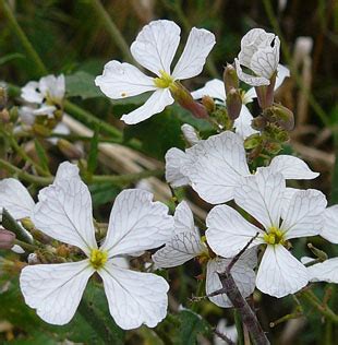 Seasonal Wild Flowers - Wild Radish