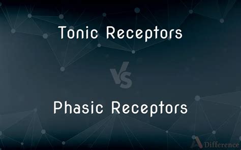 Tonic Receptors vs. Phasic Receptors — What’s the Difference?