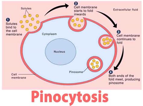 Pinocytosis