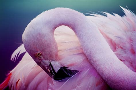 Flamingo Bird Wallpaper