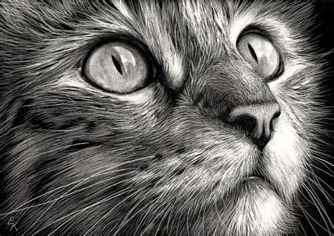 20 Beautiful Realistic Cat Drawings To inspire you | Scratchboard art ...