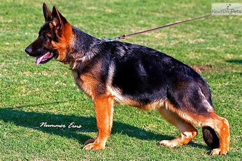 Very deep red-black GSD male | Dogs and puppies, German shepherd ...