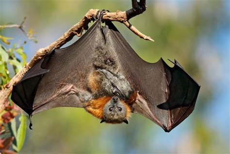 grey headed flying fox by OFER LEVY | Australian animals, Animals beautiful, Bat flying