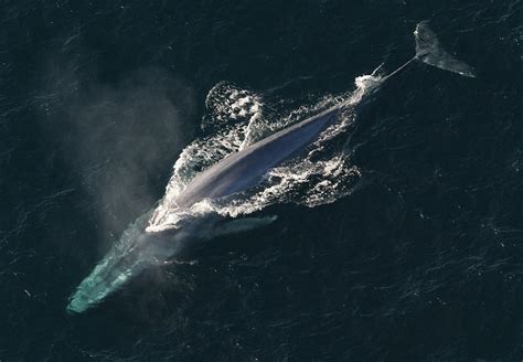 Blue whale - Wikipedia