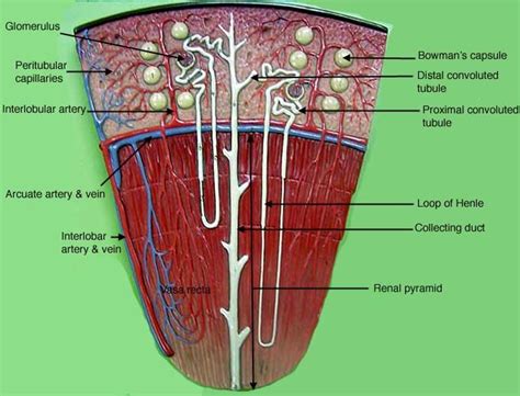 94 best A&P.5.Stomach & Kidneys images on Pinterest | Health, Human anatomy and Lab