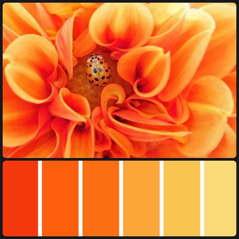 Orange Color Palette Beautiful Palettes For Your Project | My XXX Hot Girl