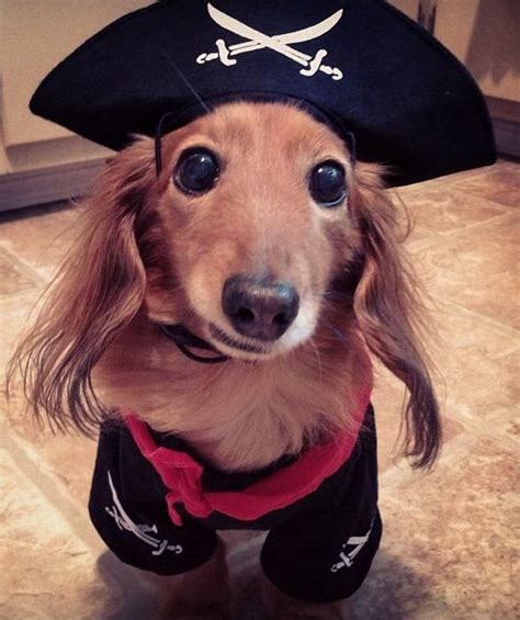 20 Creative Ways To Dress Your Weenie This Halloween - BarkPost