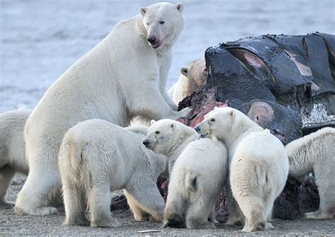 Are There Polar Bears In Alaska? (Where To See Them!) – TravelPeri