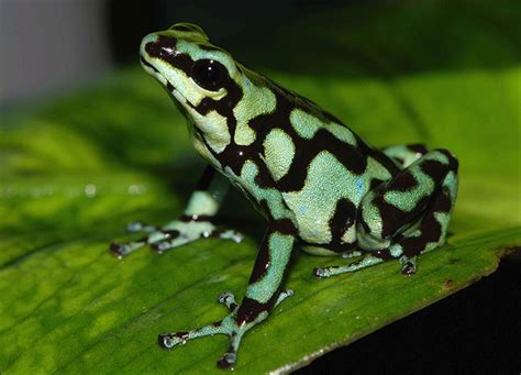 Poison Dart Frogs | The Most Poisonous Animal | The Wildlife