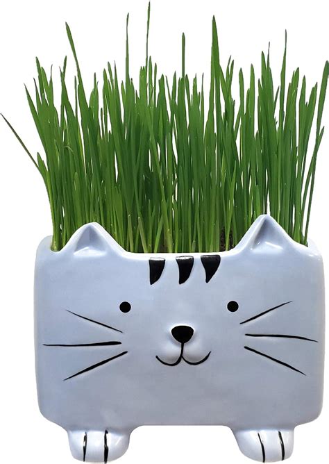 Amazon.com: Organic Cat Grass Kit with Planter, Seeds and Soil. Ready to Grow, Just Add Water ...