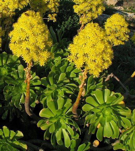 Aeonium arboreum (Tree Houseleek) : MaltaWildPlants.com - the online Flora of the Maltese Islands.